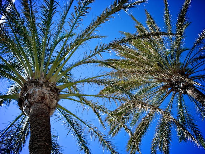 Palm Trees